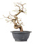 Carpinus coreana, 23 cm, ± 12 Jahre alt