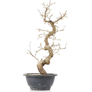 Carpinus coreana, 34,5 cm, ± 12 years old