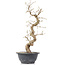 Carpinus coreana, 34,5 cm, ± 12 anni