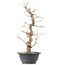 Carpinus coreana, 34,5 cm, ± 12 Jahre alt