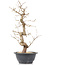 Carpinus coreana, 34,5 cm, ± 12 jaar oud