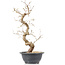 Carpinus coreana, 34,5 cm, ± 12 anni