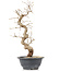 Carpinus coreana, 34,5 cm, ± 12 anni