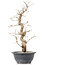 Carpinus coreana, 34,5 cm, ± 12 Jahre alt