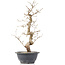 Carpinus coreana, 34,5 cm, ± 12 anni