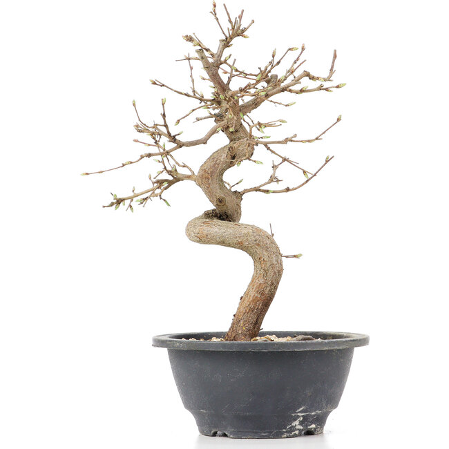 Carpinus coreana, 25 cm, ± 12 anni