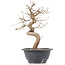 Carpinus coreana, 25 cm, ± 12 anni