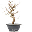 Carpinus coreana, 25 cm, ± 12 Jahre alt