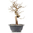 Carpinus coreana, 25 cm, ± 12 Jahre alt