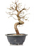 Carpinus coreana, 25 cm, ± 12 anni