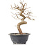 Carpinus coreana, 25 cm, ± 12 jaar oud