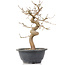 Carpinus coreana, 25 cm, ± 12 Jahre alt