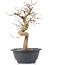 Carpinus coreana, 25 cm, ± 12 jaar oud