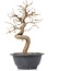 Carpinus coreana, 25 cm, ± 12 Jahre alt