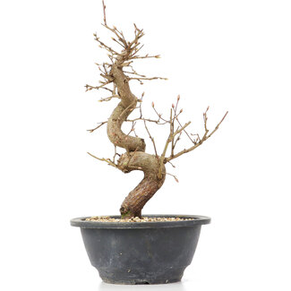 Carpinus coreana, 26 cm, ± 12 anni