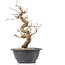 Carpinus coreana, 26 cm, ± 12 Jahre alt