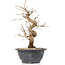 Carpinus coreana, 26 cm, ± 12 anni