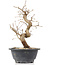 Carpinus coreana, 26 cm, ± 12 Jahre alt