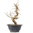 Carpinus coreana, 26 cm, ± 12 anni