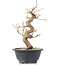 Carpinus coreana, 26 cm, ± 12 anni