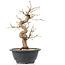 Carpinus coreana, 26 cm, ± 12 anni