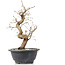 Carpinus coreana, 26 cm, ± 12 Jahre alt