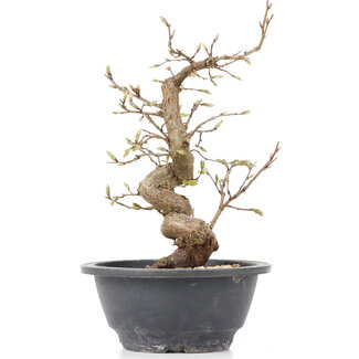 Carpinus coreana, 23 cm, ± 12 anni