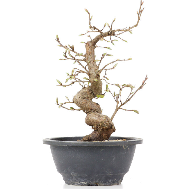 Carpinus coreana, 23 cm, ± 12 anni