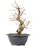 Carpinus coreana, 23 cm, ± 12 Jahre alt