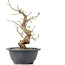 Carpinus coreana, 23 cm, ± 12 Jahre alt