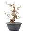 Carpinus coreana, 23 cm, ± 12 Jahre alt