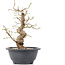 Carpinus coreana, 23 cm, ± 12 Jahre alt