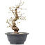 Carpinus coreana, 23 cm, ± 12 Jahre alt