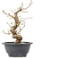 Carpinus coreana, 23 cm, ± 12 anni