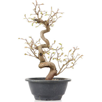 Carpinus coreana, 28 cm, ± 12 anni