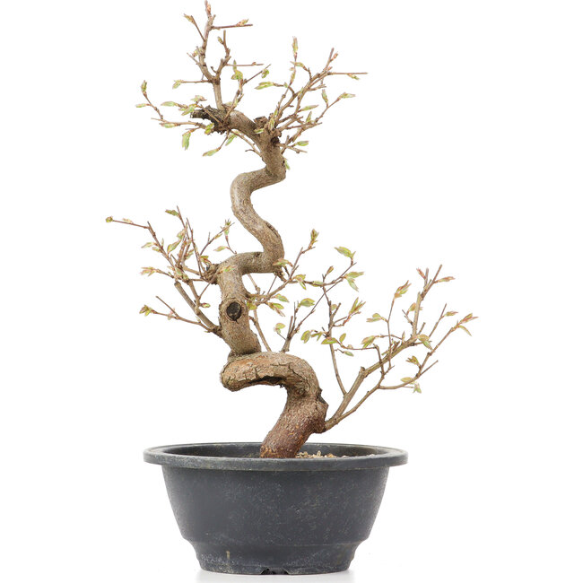 Carpinus coreana, 28 cm, ± 12 Jahre alt