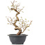 Carpinus coreana, 28 cm, ± 12 Jahre alt