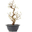 Carpinus coreana, 28 cm, ± 12 Jahre alt