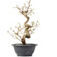 Carpinus coreana, 28 cm, ± 12 Jahre alt