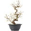 Carpinus coreana, 28 cm, ± 12 Jahre alt