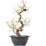 Carpinus coreana, 28 cm, ± 12 Jahre alt