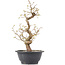 Carpinus coreana, 28 cm, ± 12 Jahre alt