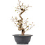 Carpinus coreana, 28 cm, ± 12 Jahre alt