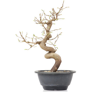 Carpinus coreana, 29 cm, ± 12 anni