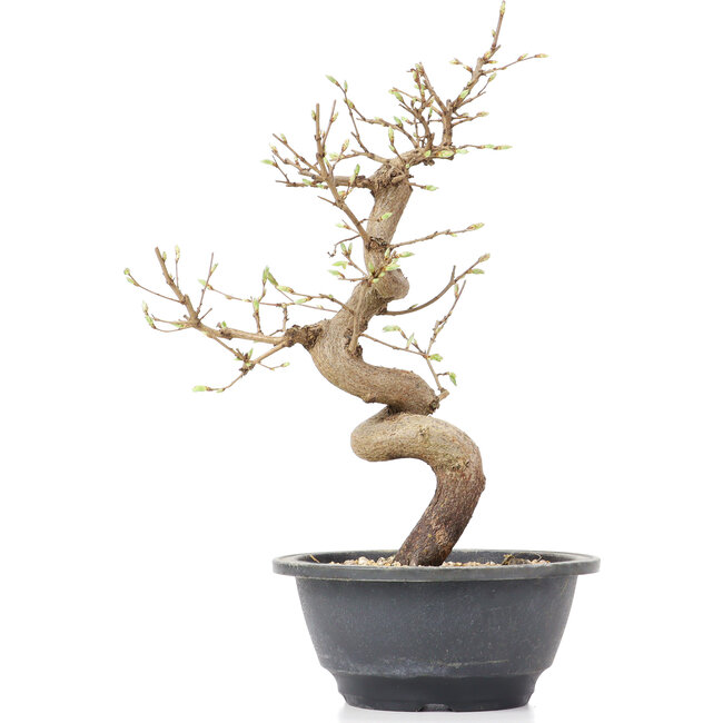 Carpinus coreana, 29 cm, ± 12 anni