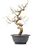 Carpinus coreana, 29 cm, ± 12 years old