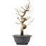 Carpinus coreana, 29 cm, ± 12 anni