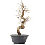 Carpinus coreana, 29 cm, ± 12 anni