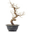 Carpinus coreana, 29 cm, ± 12 anni