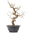 Carpinus coreana, 29 cm, ± 12 anni